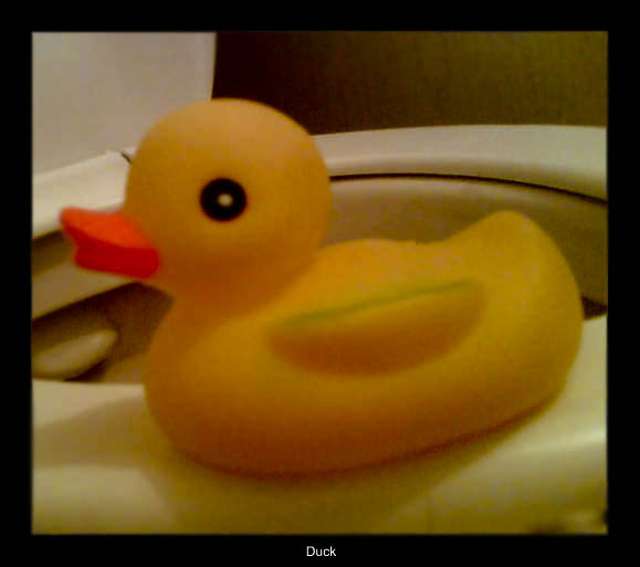 16442846_Duck.jpg