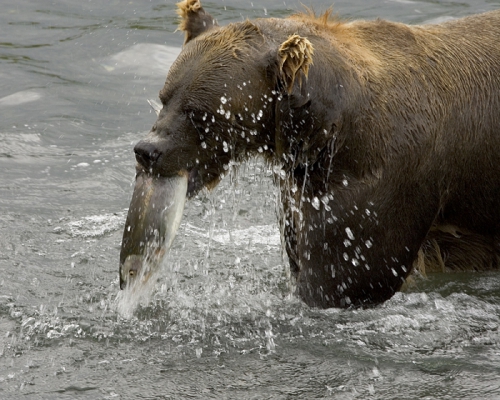 Brown_Bear_Feeding_on_Salmon_1-web.jpg